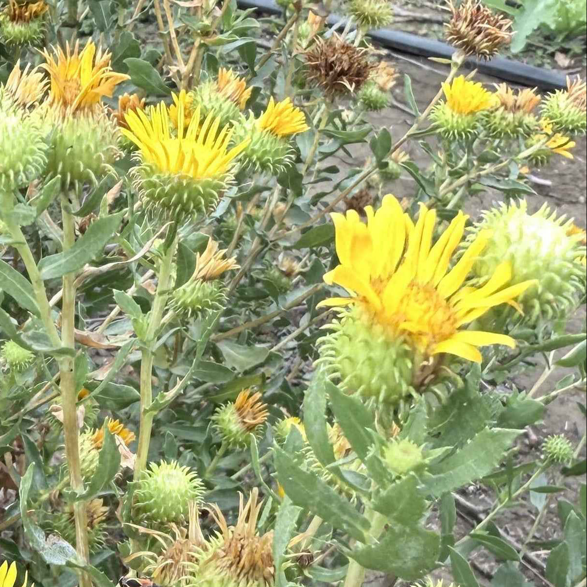 Grindelia stricta - Coastal Gum Plant