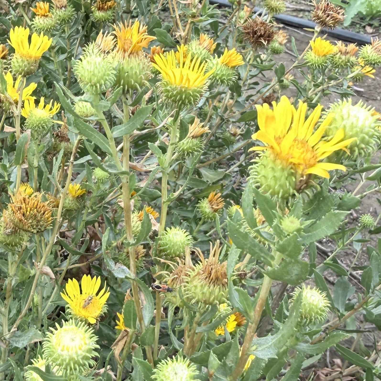 Grindelia stricta - Coastal Gum Plant