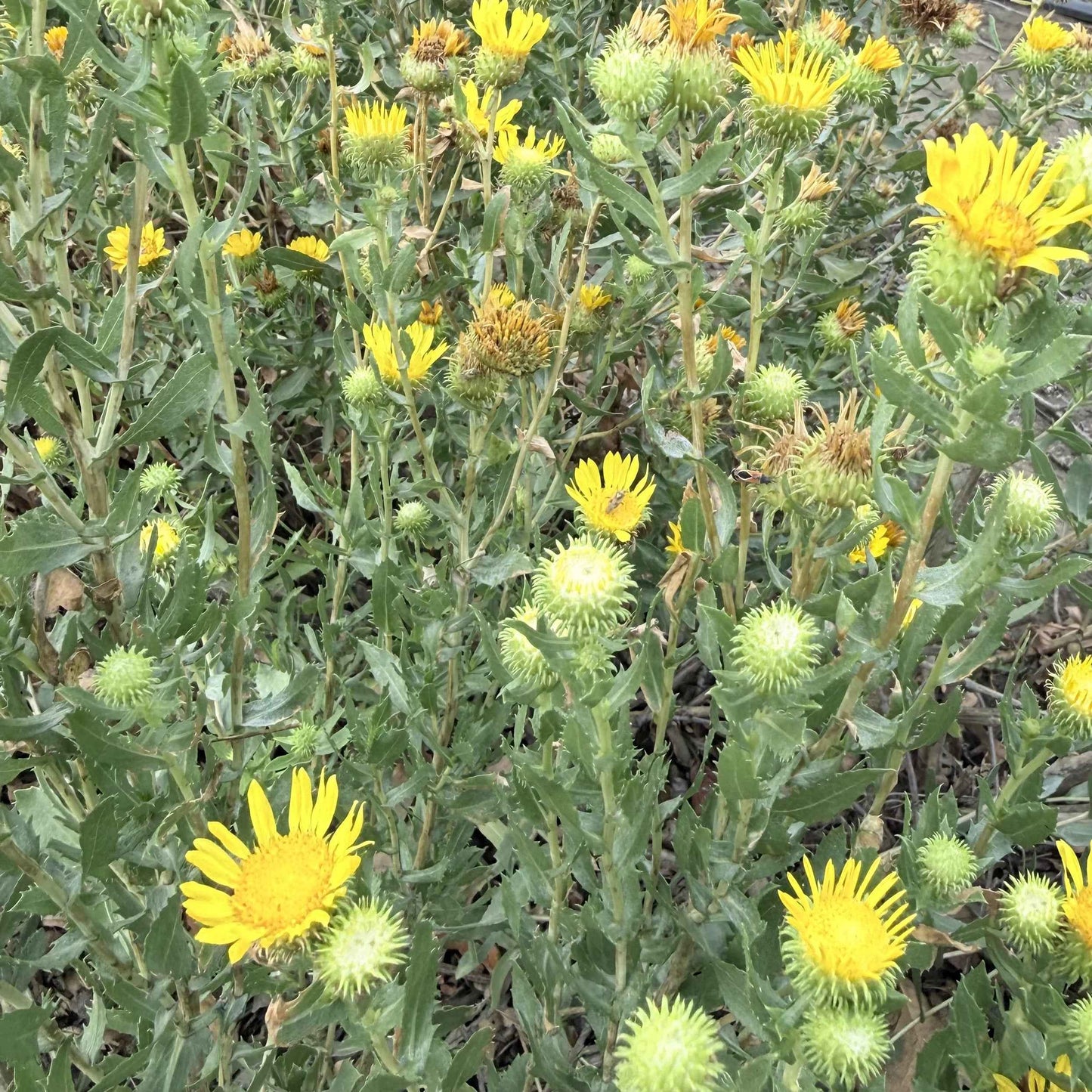 Grindelia stricta - Coastal Gum Plant