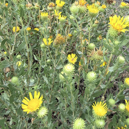 Grindelia stricta - Coastal Gum Plant
