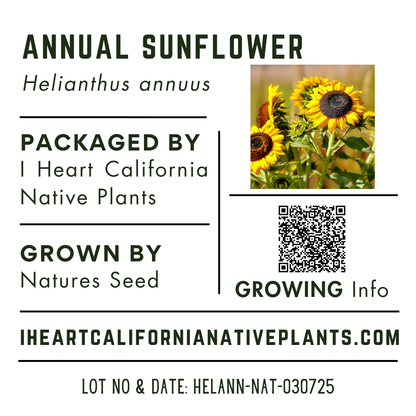 Annual Sunflower (Helianthus annuus)