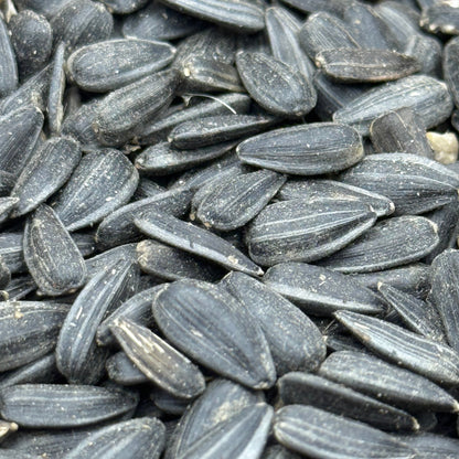 Helianthus annuus - Annual Sunflower