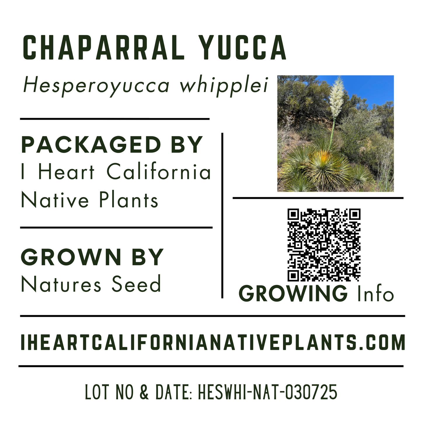 Chaparral Yucca (Hesperoyucca whipplei)