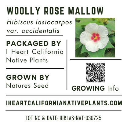Woolly Rose Mallow (Hibiscus lasiocarpos var. occidentalis)