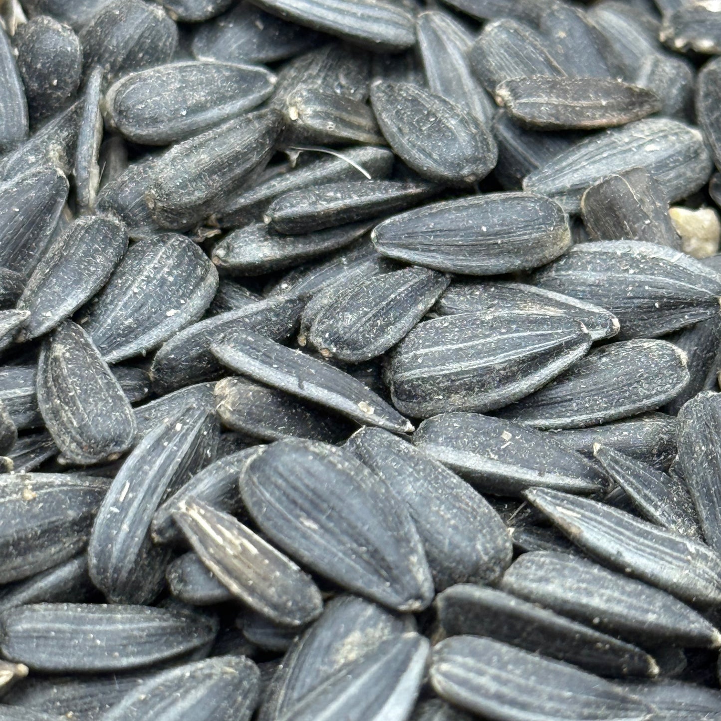 Helianthus annuus - Annual Sunflower seed closeup