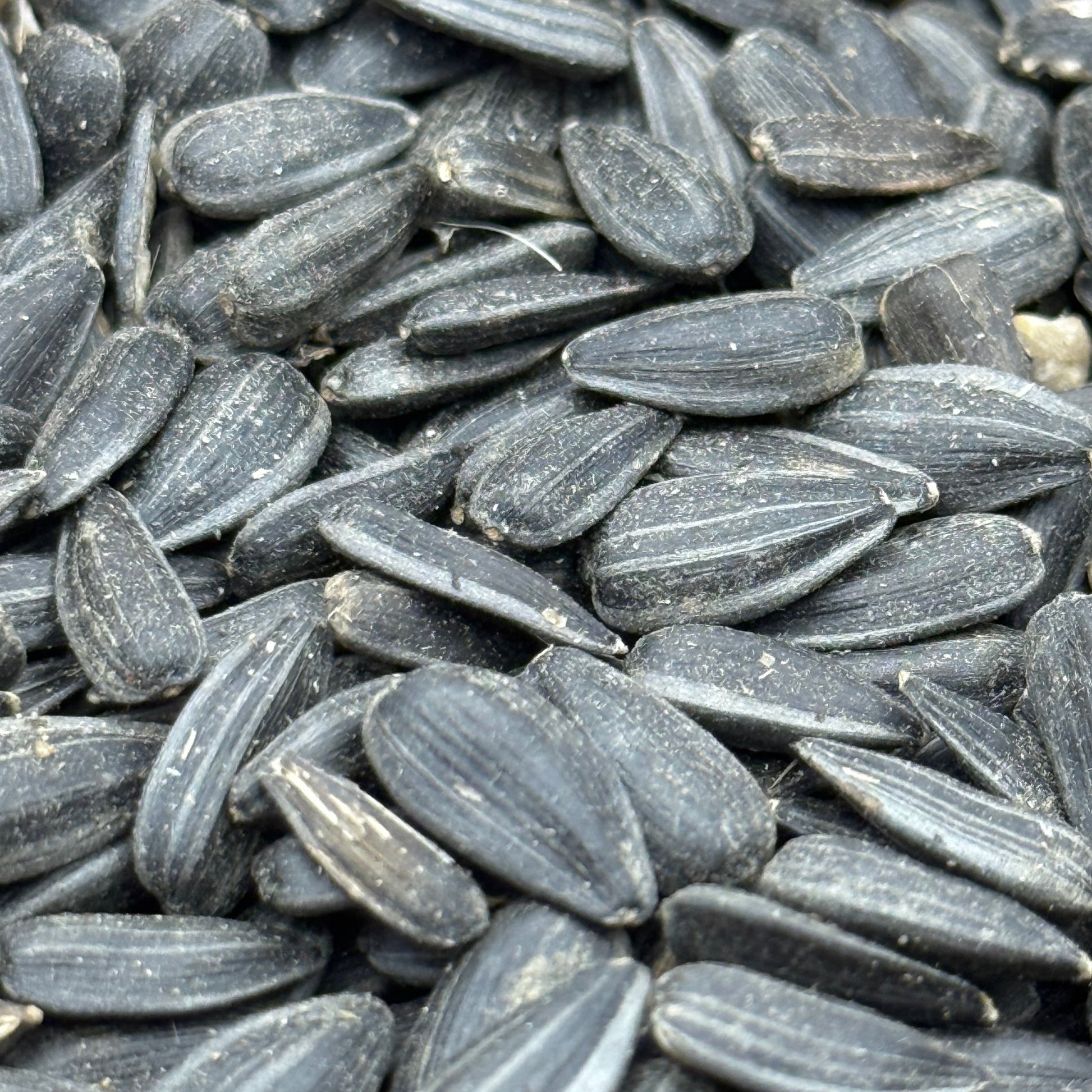 Helianthus annuus - Annual Sunflower seed closeup