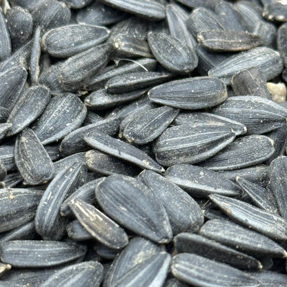 Helianthus annuus - Annual Sunflower seed closeup
