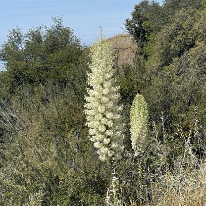 Hesperoyucca whipplei - Chaparral Yucca flower