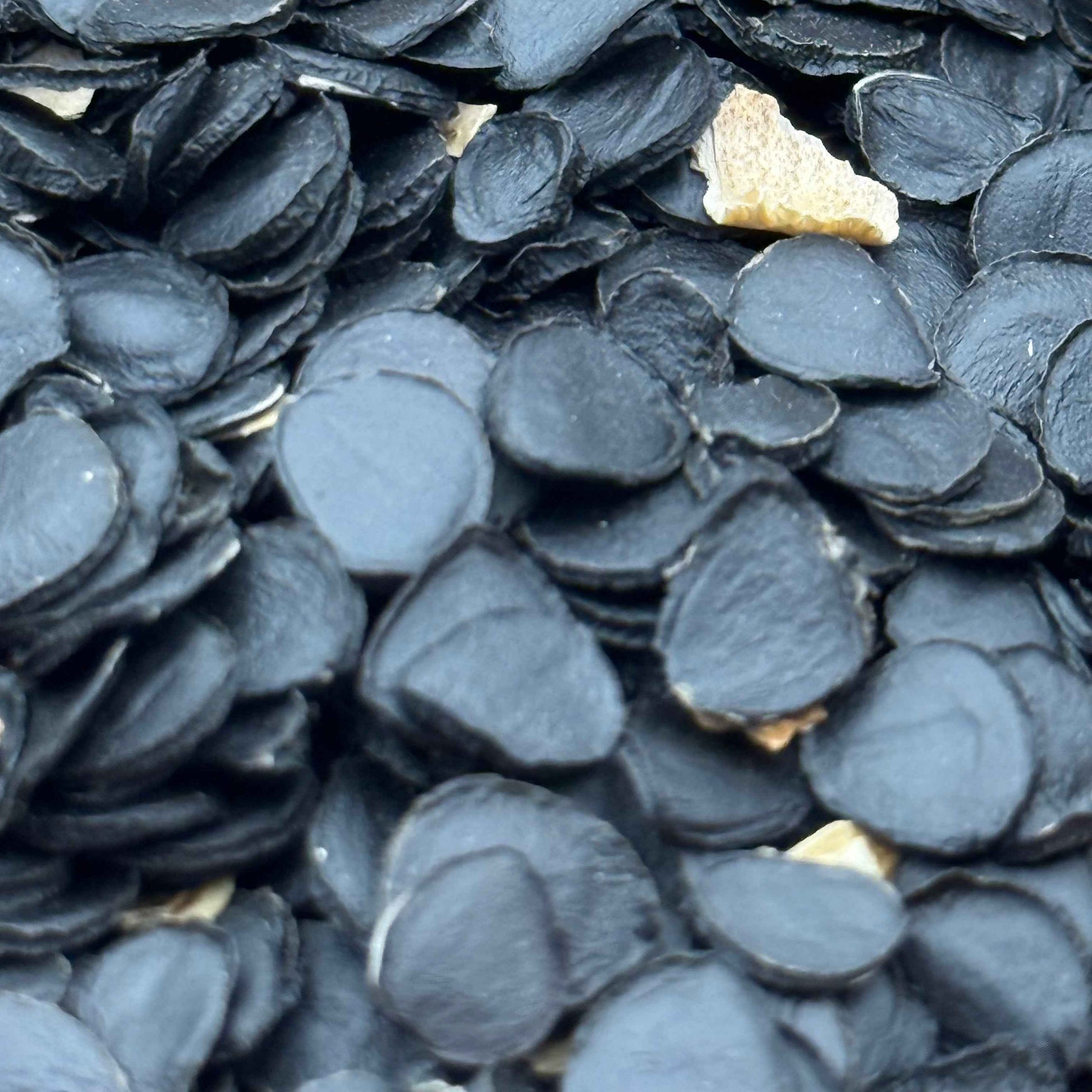 Hesperoyucca whipplei - Chaparral Yucca seed closeup
