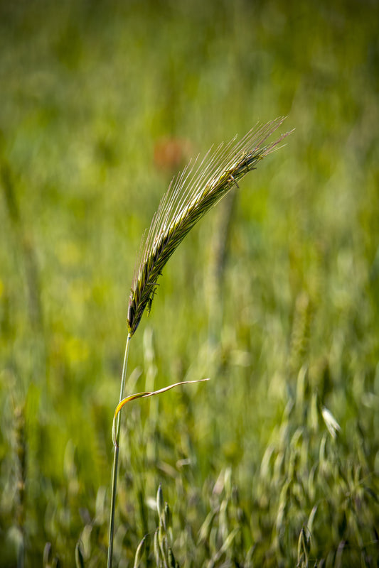 California Meadow Barley (Hordeum brachyantherum)