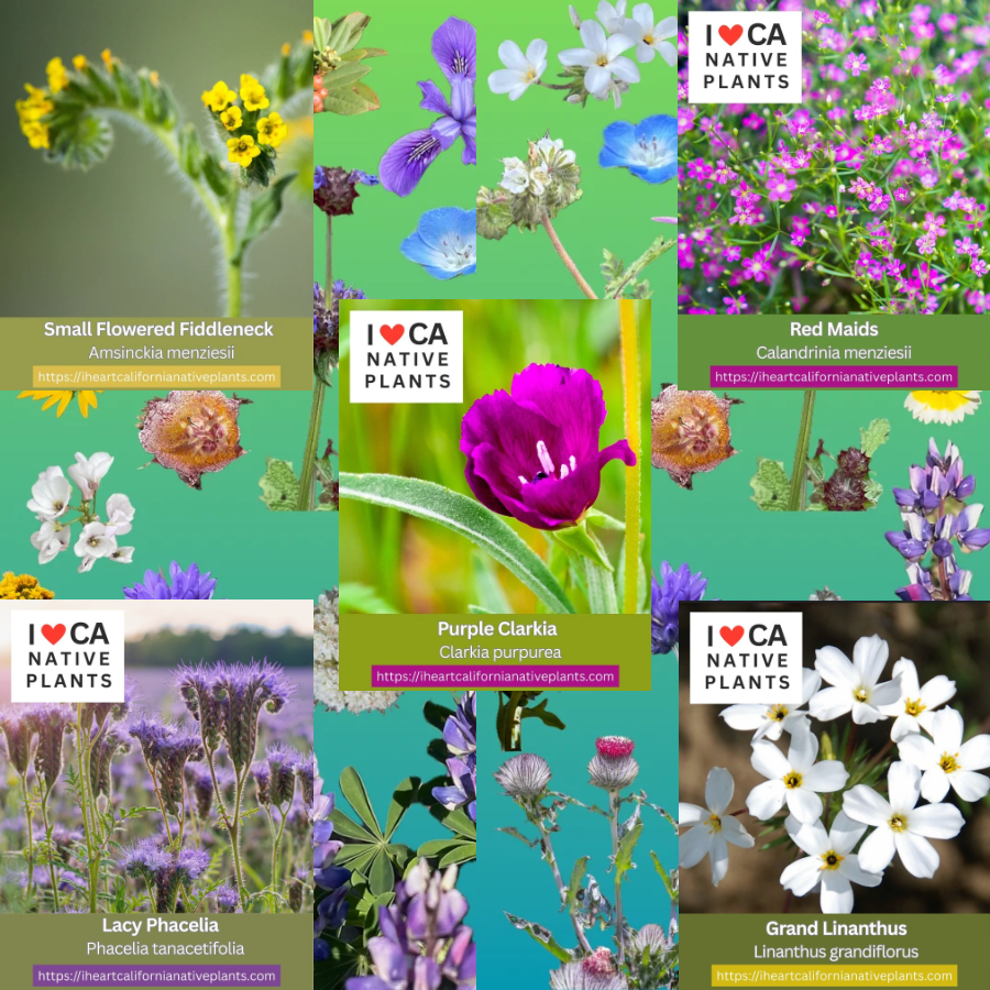 Annuals - set of 5 seed packets