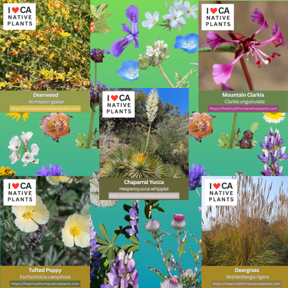 Chaparral - set of 5 seed packets