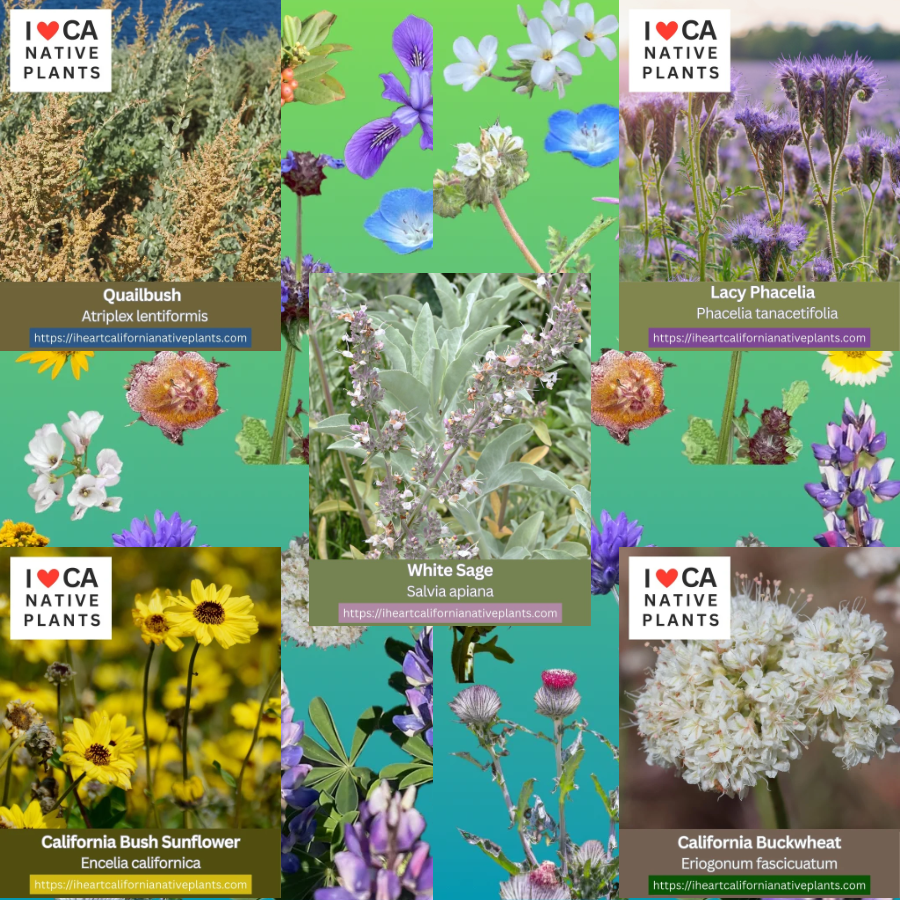 Coastal Sage Scrub - set of 5 seed packets