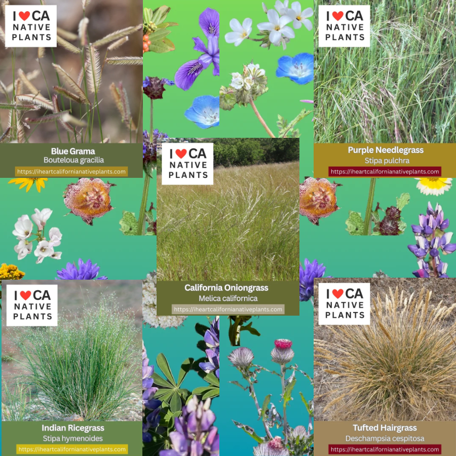 Native Grasses - set of 5 seed packets