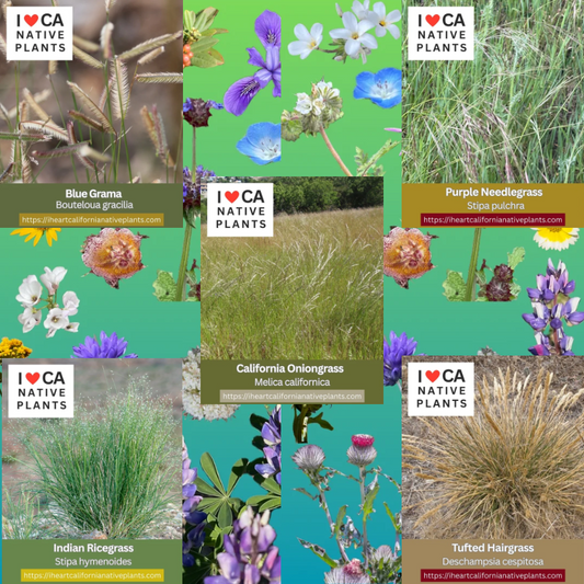 Native Grasses - set of 5 seed packets