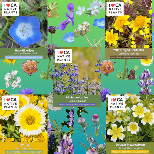 Native Meadow - set of 5 seed packets