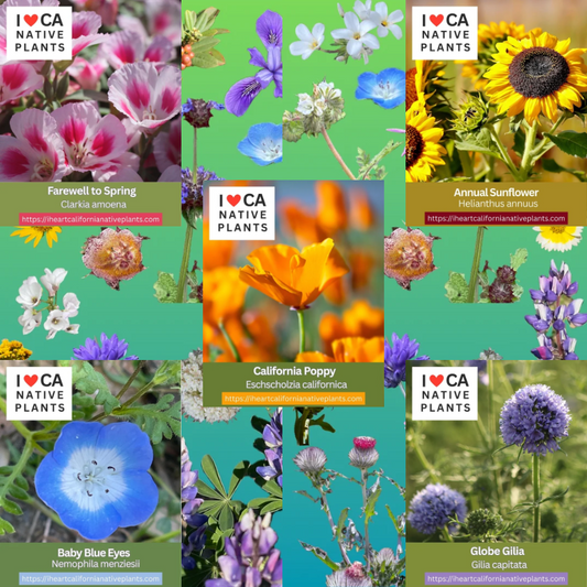 Natives for Newbies - set of 5 seed packets