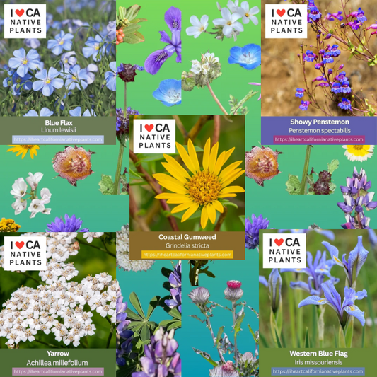 Perennials - set of 5 seed packets
