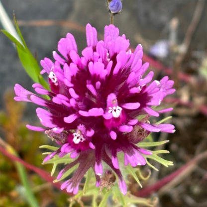 Purple owl's clover (Castilleja exserta)