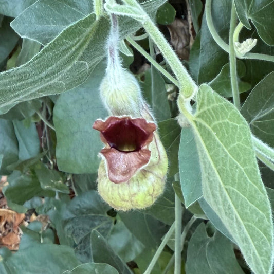 Dutchman's Pipeline (Aristolochia californica)