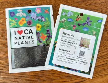 Calandrinia menziesii - Redmaids