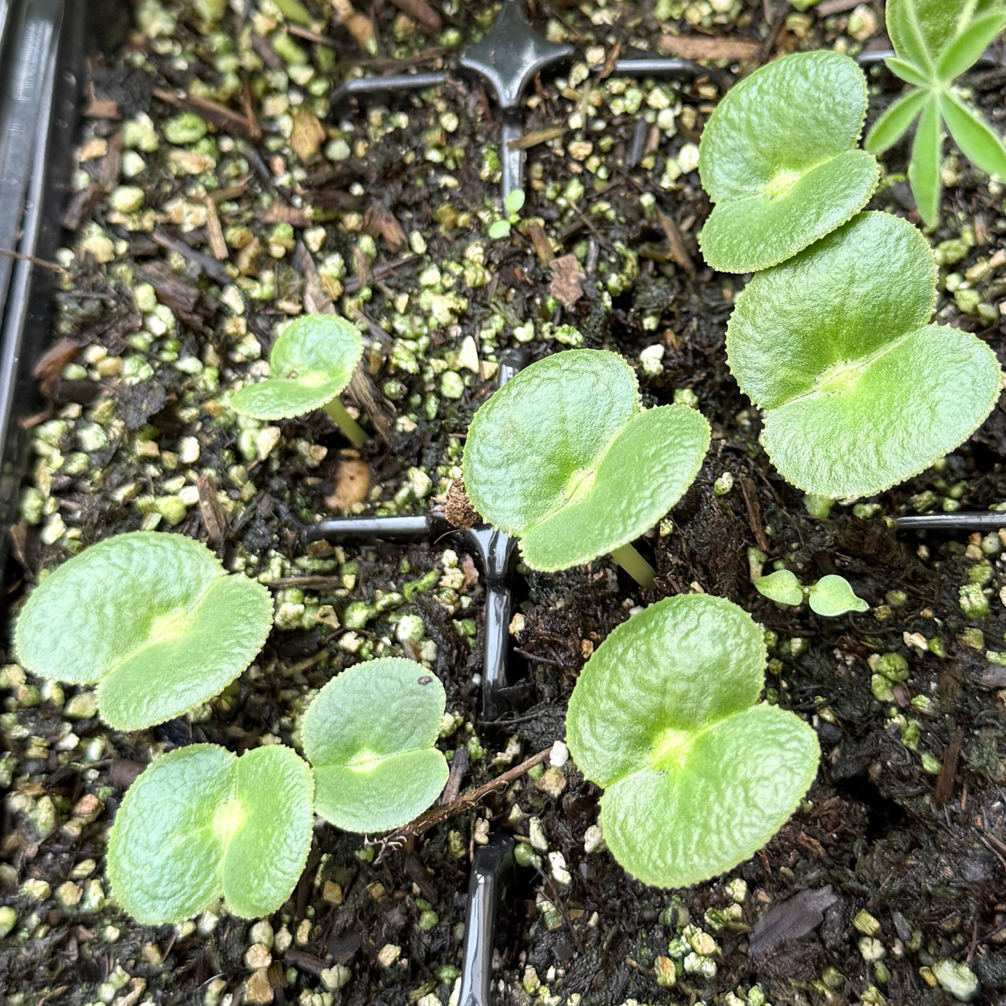 Lupinus microcarpus - Chick Lupine