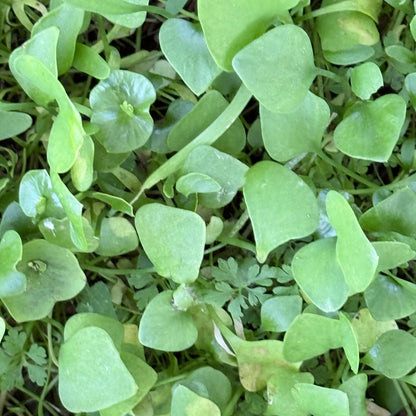 Claytonia perfoliata - Miner's lettuce