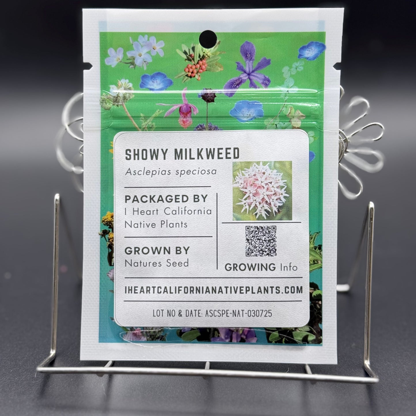 Asclepias speciosa - Showy Milkweed