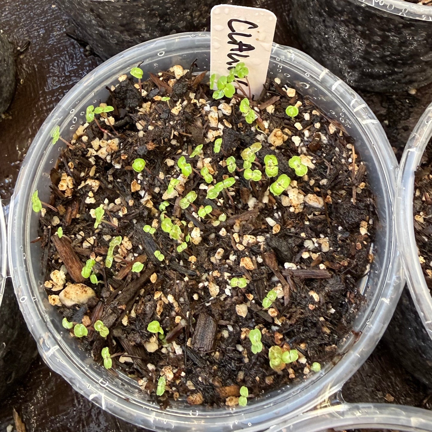 Clarkia unguiculata - Mountain Garland