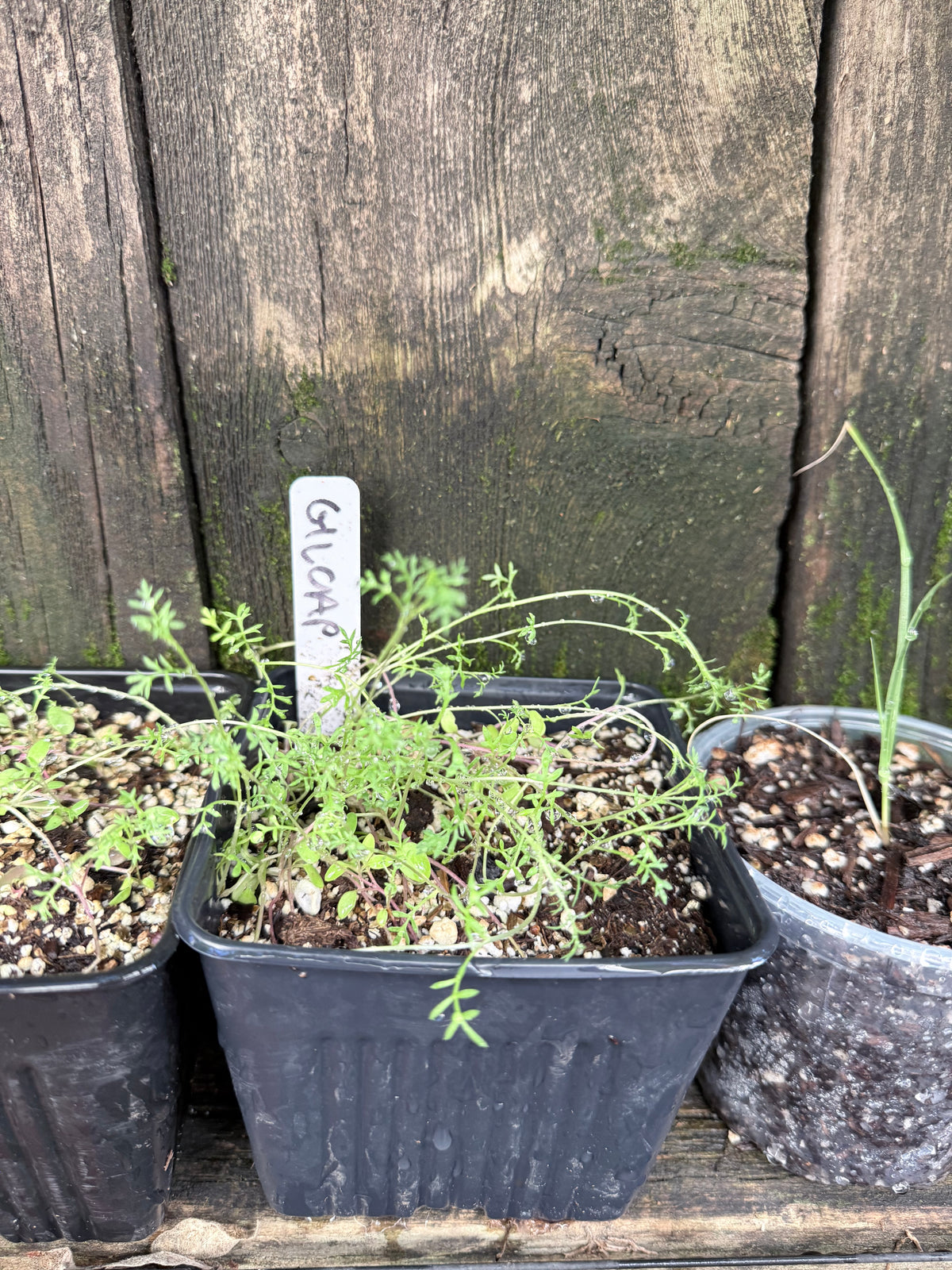 Gilia capitata - Globe Gilia