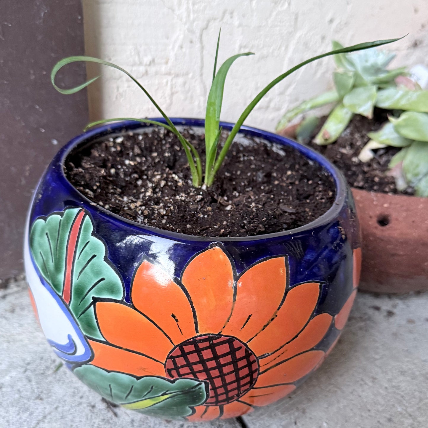 Hesperoyucca whipplei - Chaparral Yucca
