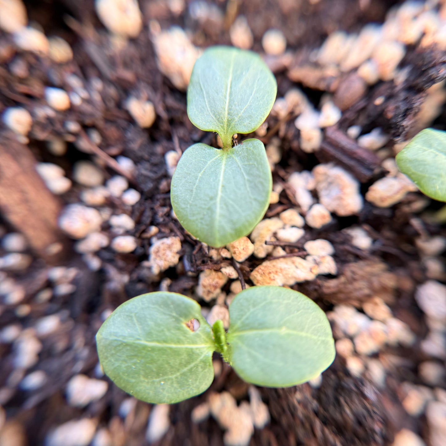 Hibiscus lasiocarpos var. occidentalis - Woolly Rose Mallow seed closeup