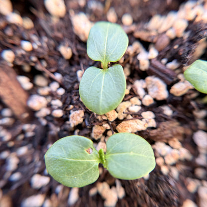 Hibiscus lasiocarpos var. occidentalis - Woolly Rose Mallow seed closeup