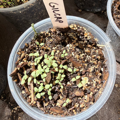 Gilia capitata - Globe Gilia