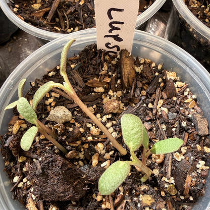 Lupinus succulentus - Arroyo Lupine