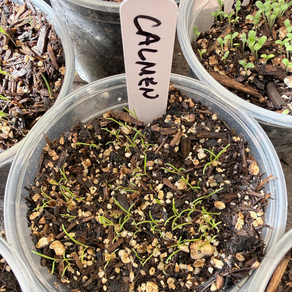Calandrinia menziesii - Redmaids