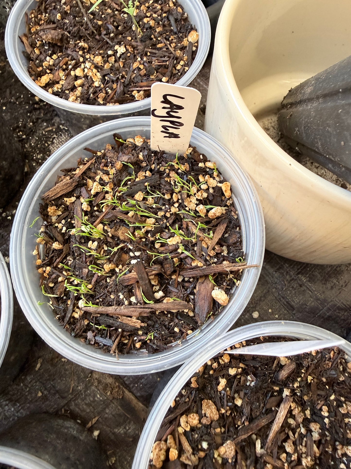 Layia platyglossa - Tidy Tips