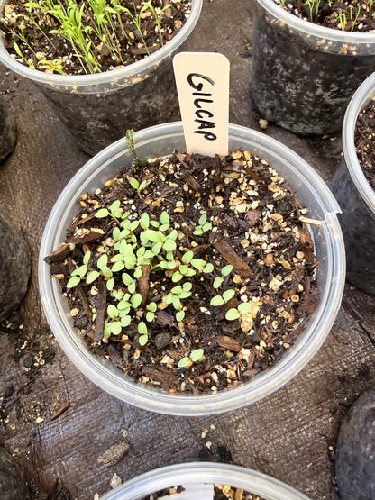 Gilia capitata - Globe Gilia