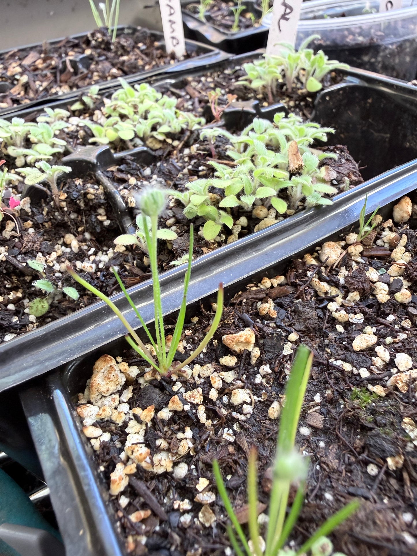 Plantago erecta - California Plantain