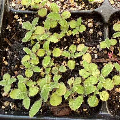 Phacelia californica - Coast Phacelia