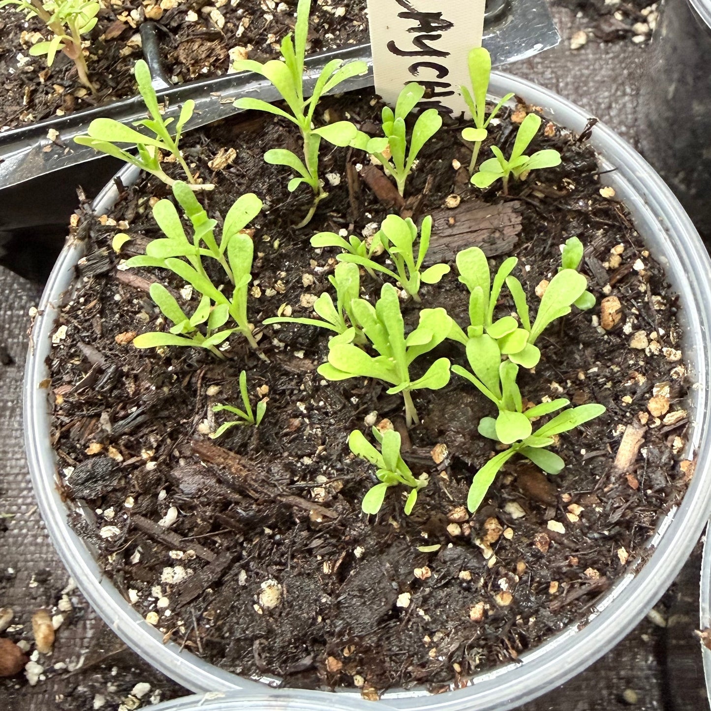 Layia chrysanthemoides - Smooth Tidy Tips