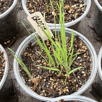 Bromus sitchensis var. carinatus