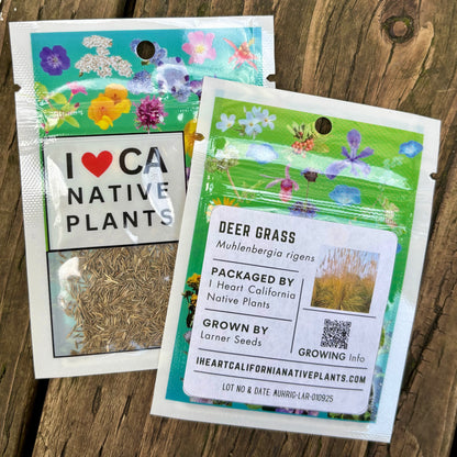 Deer Grass (Muhlenbergia rigens)