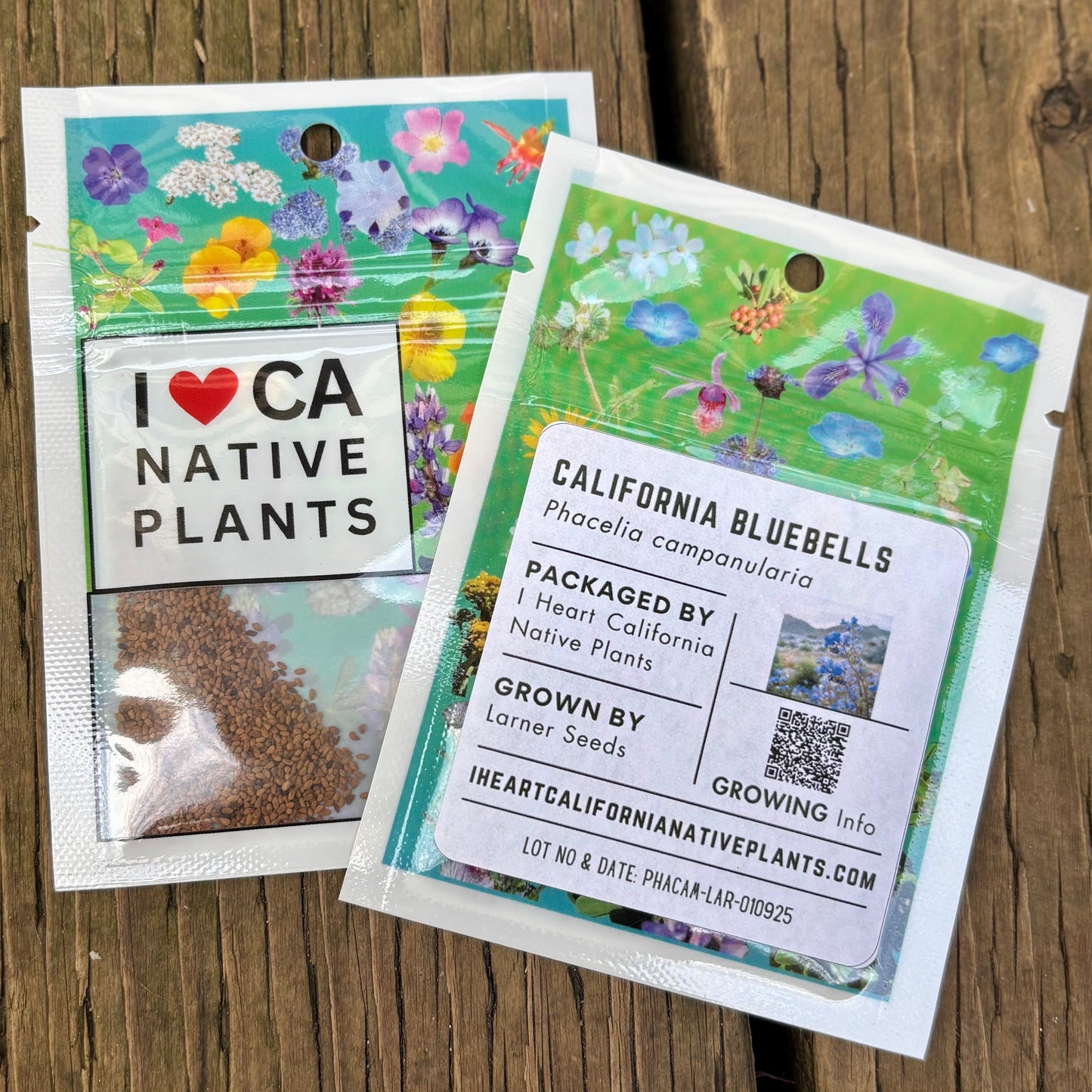 California Bluebells (Phacelia campanularia)
