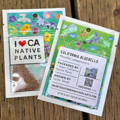 California Bluebells (Phacelia campanularia)