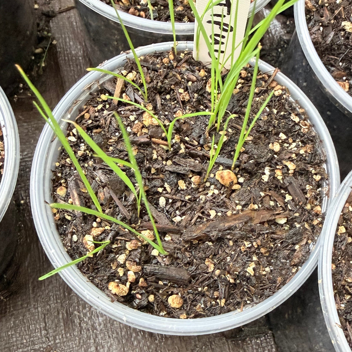 Stipa pulchra - Purple Needlegrass