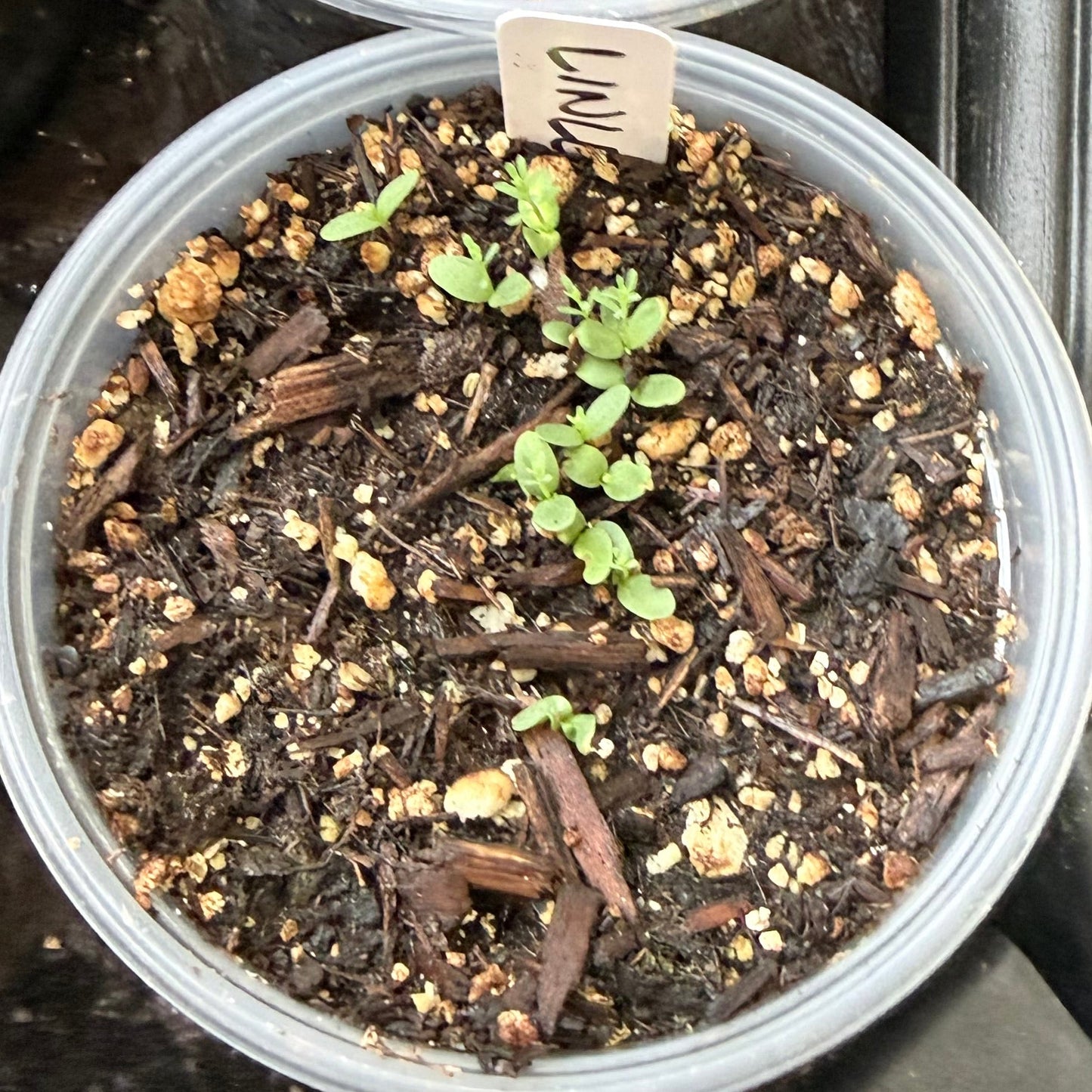 Linum lewisii - Blue Flax