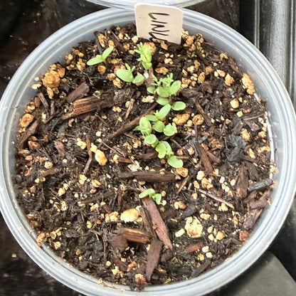 Linum lewisii - Blue Flax
