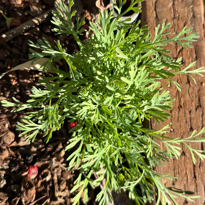 Eschscholzia californica - California Poppy