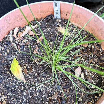 Muhlenbergia rigens - Deer Grass